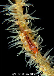 Goby on whip coral, taken at farasan Banks, Saudi Arabia. by Christian Skauge 
